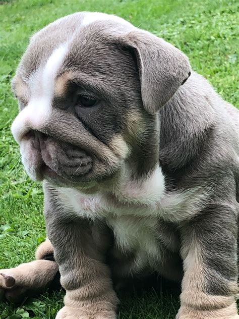 Bulldog Puppies For Sale Albuquerque