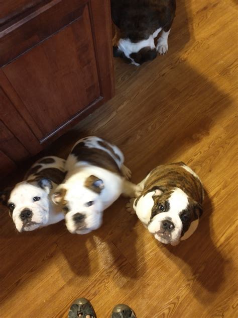 Bulldog Puppies For Sale Connecticut
