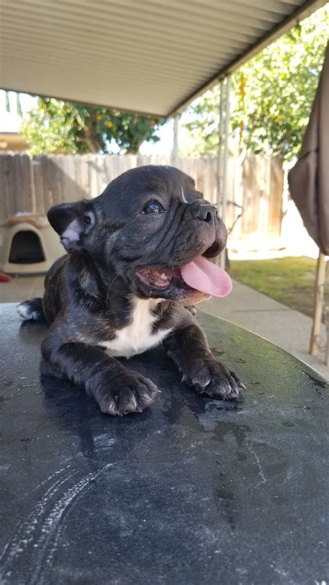 Bulldog Puppies For Sale Fresno Ca