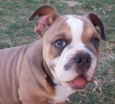 Bulldog Puppies For Sale In California