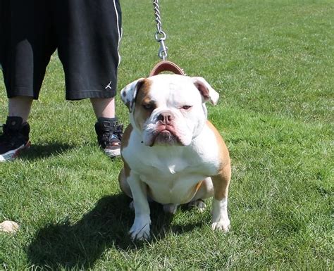 Bulldog Puppies For Sale In Cleveland Ohio