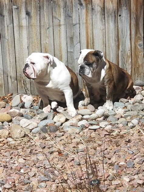 Bulldog Puppies For Sale In Colorado Springs