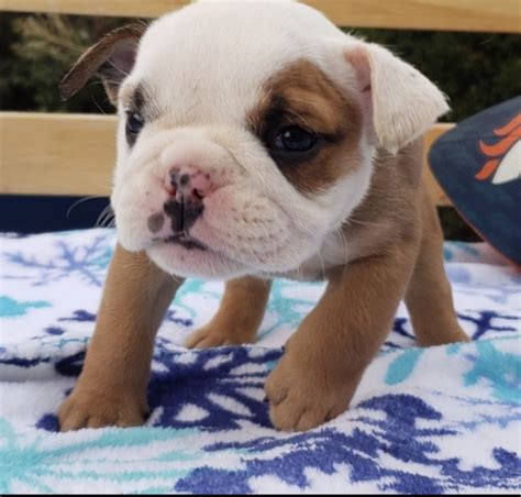 Bulldog Puppies For Sale In Ma