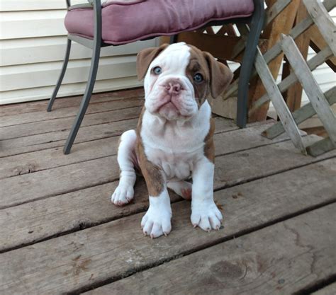 Bulldog Puppies For Sale In Minnesota