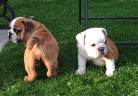 Bulldog Puppies For Sale In Nebraska