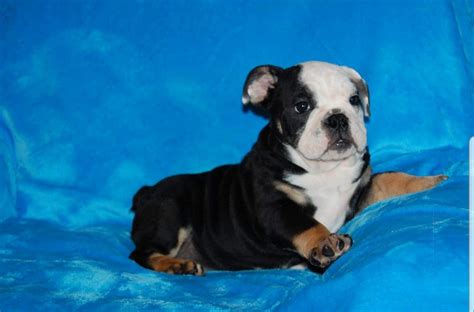 Bulldog Puppies For Sale In Nh