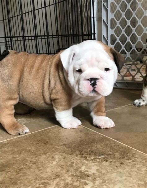Bulldog Puppies For Sale In Washington
