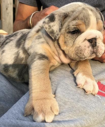 Bulldog Puppies For Sale Kent