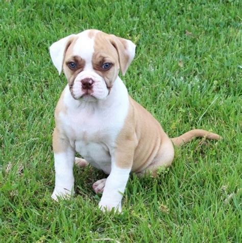 Bulldog Puppies For Sale Louisville Ky