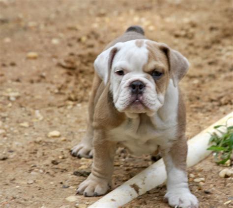Bulldog Puppies For Sale Maryland