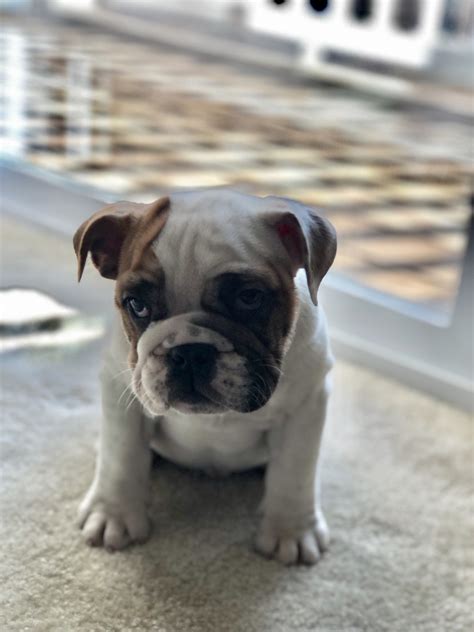 Bulldog Puppies For Sale North East