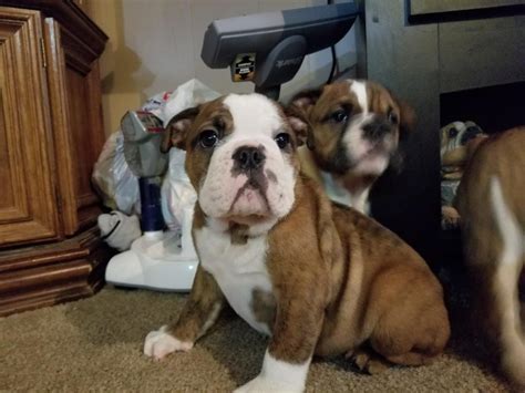 Bulldog Puppies For Sale Ny