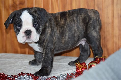 Bulldog Puppies For Sale Ohio