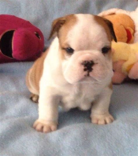 Bulldog Puppies For Sale Orange County