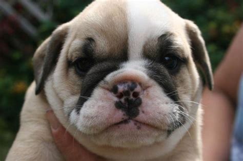 Bulldog Puppies For Sale Oregon