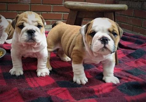 Bulldog Puppies For Sale Portland Oregon