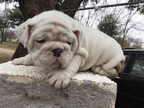 Bulldog Puppies For Sale Raleigh Nc