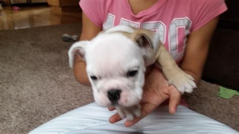 Bulldog Puppies For Sale Seattle