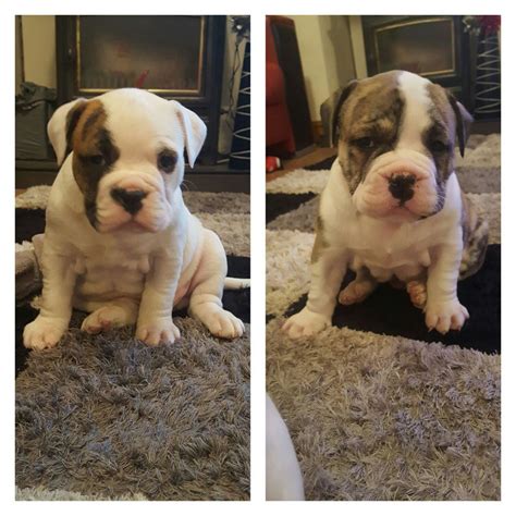 Bulldog Puppies For Sale Southern California