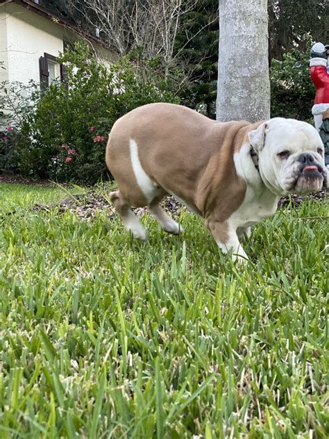 Bulldog Puppies For Sale Tampa