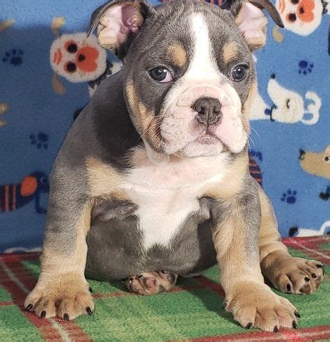 Bulldog Puppies For Sale Wisconsin