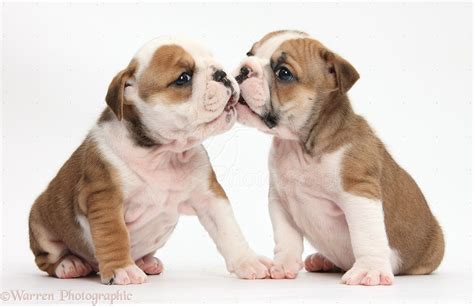 Bulldog Puppies Kissing