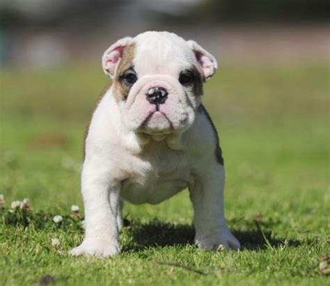 Bulldog Puppies Massachusetts