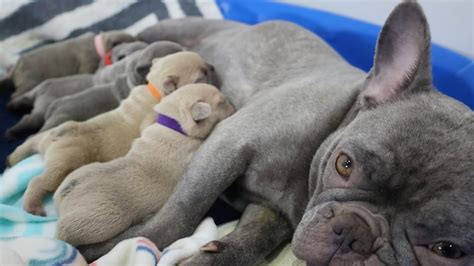 Bulldog Puppies Nursing