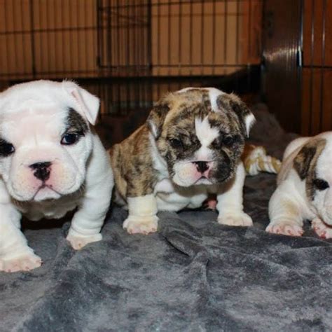 Bulldog Puppies Oklahoma