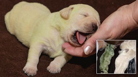 Bulldog Puppy Born Green