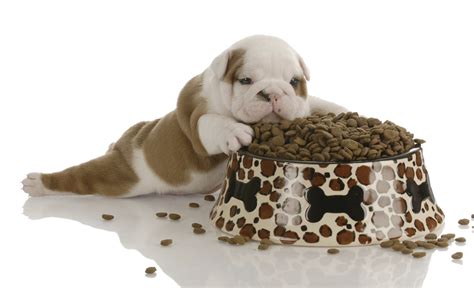 Bulldog Puppy Bowl