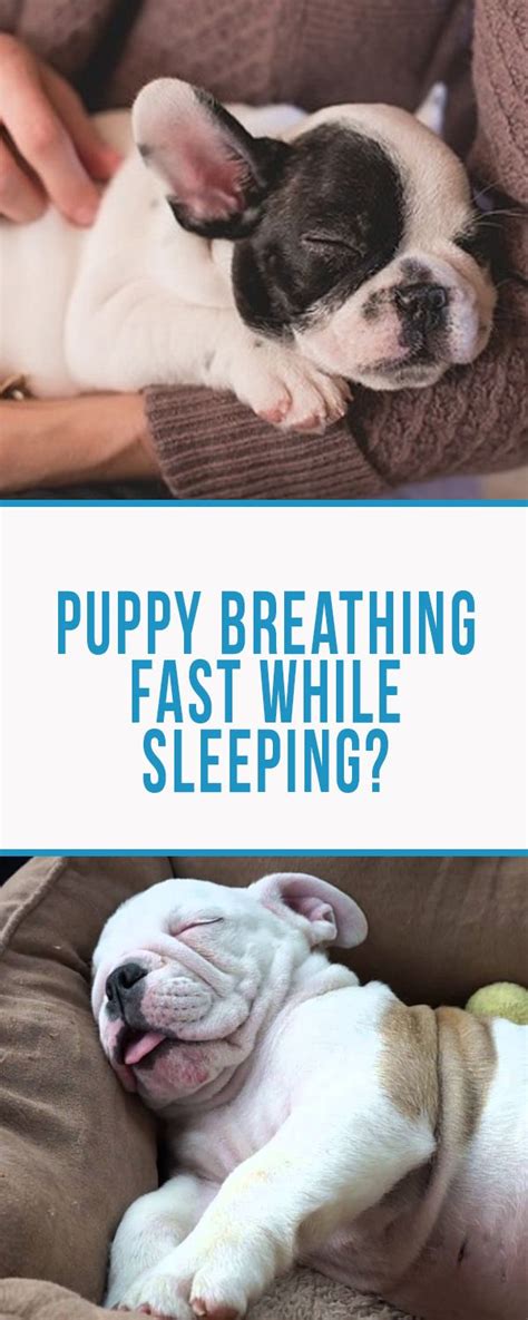 Bulldog Puppy Breathing Fast While Sleeping