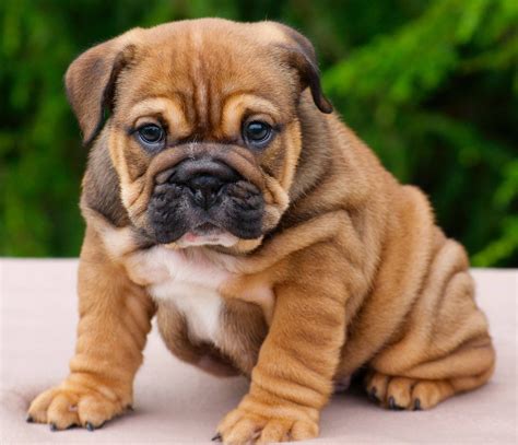Bulldog Puppy Brown