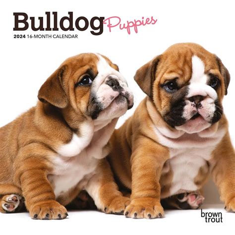 Bulldog Puppy Calendar