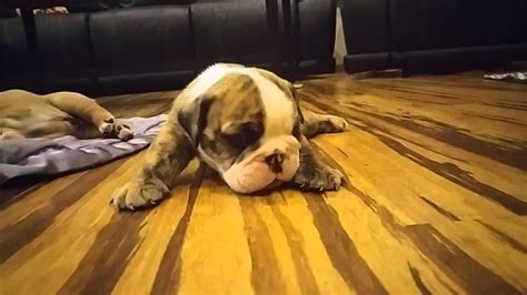 Bulldog Puppy Crying