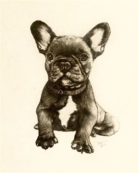 Bulldog Puppy Drawing