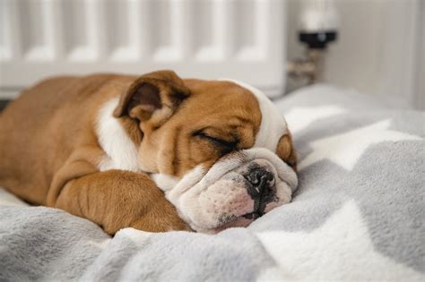 Bulldog Puppy Dreaming