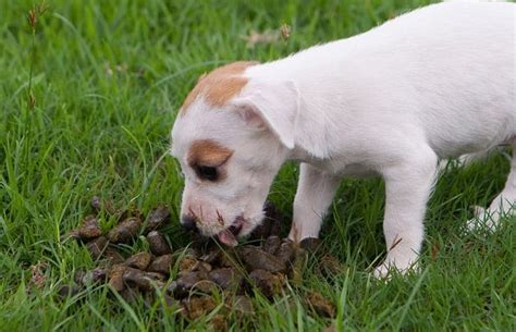 Bulldog Puppy Eating Poop