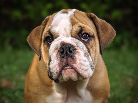 Bulldog Puppy Face