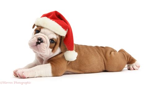Bulldog Puppy For Christmas