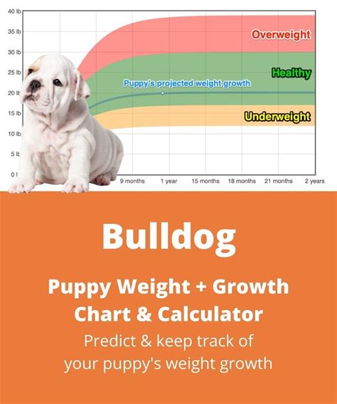 Bulldog Puppy Growth Chart