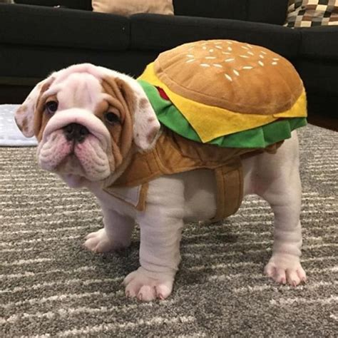 Bulldog Puppy Halloween Costumes
