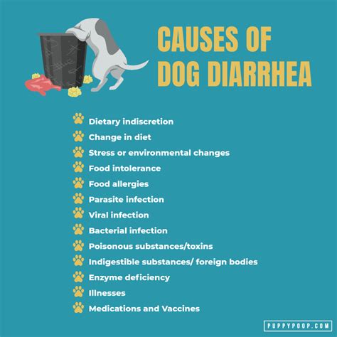Bulldog Puppy Has Diarrhea