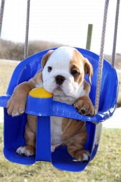 Bulldog Puppy In Swing