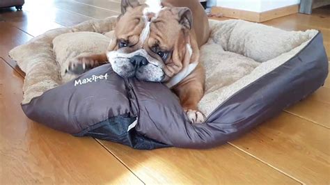 Bulldog Puppy Loves New Bed