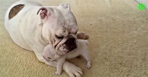 Bulldog Puppy Mad At Mom