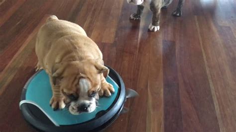 Bulldog Puppy On A Roomba