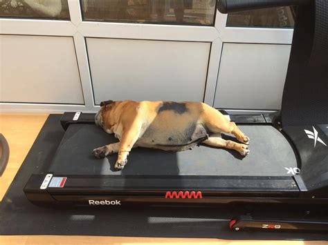 Bulldog Puppy On Treadmill