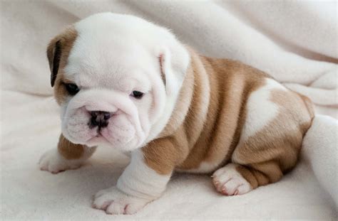 Bulldog Puppy Pictures Backgrounds