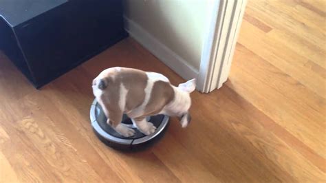 Bulldog Puppy Riding Roomba